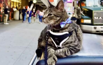 У ЗША кот «схаваўся» на даху аўто і праехаў з гаспадарамі 160 км