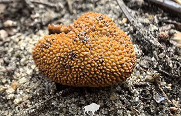 У Белавежскай пушчы заўважылі новы грыб