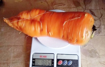 В деревне под Вороново выросла гигантская морковка