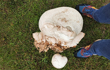 Беларусы знаходзяць велізарныя ядомыя грыбы