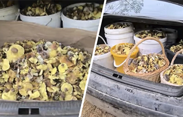 Белорусы багажниками вывозят из леса грибы