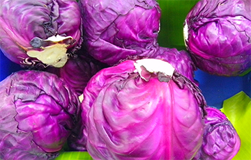 Названы три главных полезных свойства красной капусты