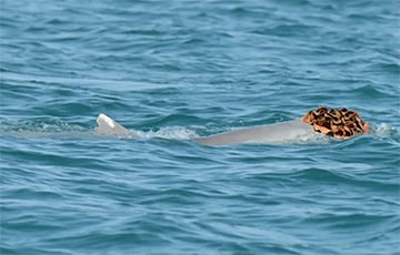 Австралийские дельфины надевают «парики», чтобы впечатлить самок