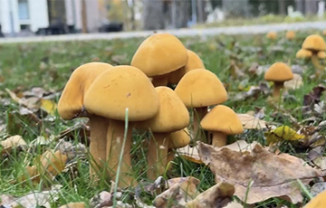 В Беловежской пуще нашли гриб, который светится зеленым цветом