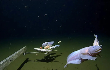 Ученые обнаружили нового рекордсмена океана