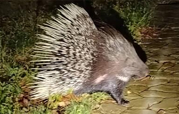 По Гомельской области бродит дикобраз