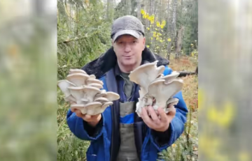 Белорус показал «магазинные» грибы в лесу