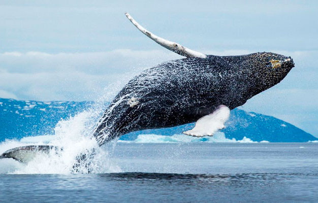 Ученые раскрыли секрет самых долгоживущих млекопитающих в мире