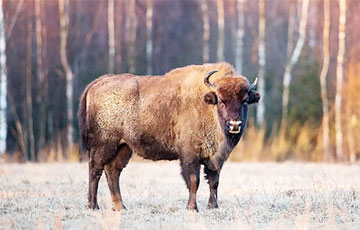 Существует ли суперзубр?