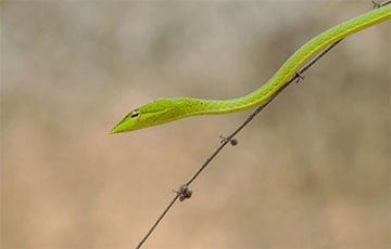 В Сеть попал занимательный тест на внимательность