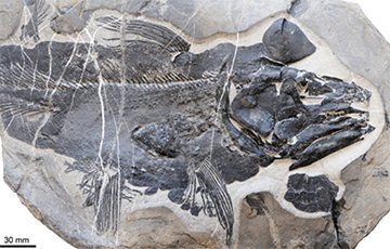 Археолагі выявілі новы від старажытнай рыбы