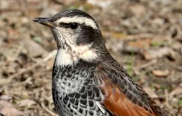 У Беларусі заўважылі незвычайнага дразда