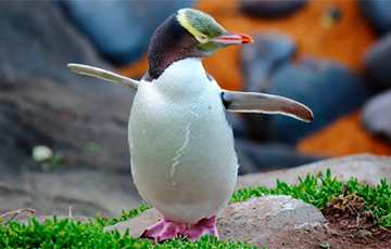 Один из самых редких пингвинов в мире удивил ученых