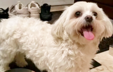 Гісторыя балонкі, выкінутай з машыны пад Мінскам, узарвала сацсеткі