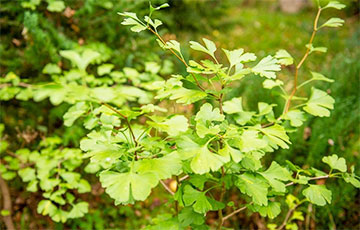 У Беларусі можна прагуляцца па лабірынце рэліктавых раслін