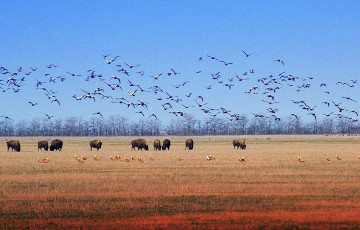 Россияне фактически уничтожили Кинбурнскую косу и заповедник «Аскания-Нова»