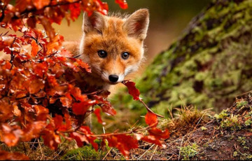 Сіноптыкі «адсунулі» прыход ультрапалярнага ўварвання ў Беларусь