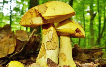 Беларускі грыбнік знайшоў незвычайныя баравікі