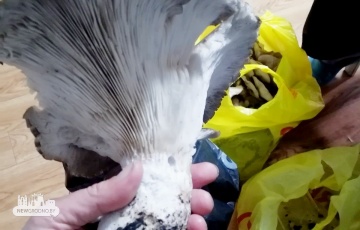 Беларус знайшоў гіганцкі грыб