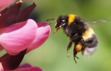 Навукоўцы: шмелі ўмеюць чытаць азбуку Морзэ