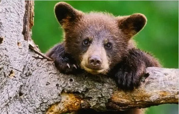 «Дочь подумала, что это овчарка»