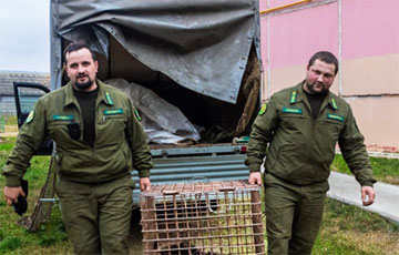 Мядзведзяня, якое бегала па вуліцах Віцебска, злавілі