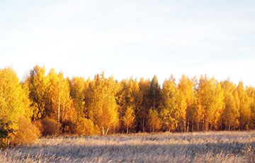 «Рукамыйнік, лясны душ?»