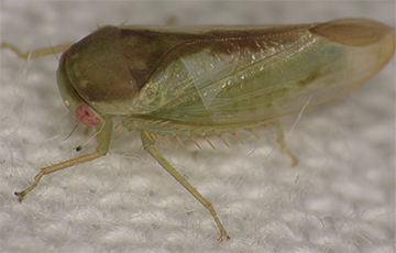 Ученые обнаружили странное существо в тропических лесах