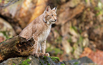 На Мозырский НПЗ проник «диверсант»