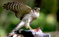В центре Минска заметили ястреба