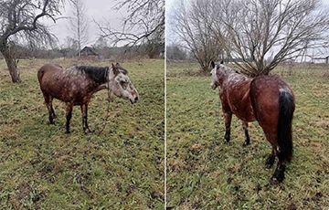 В Беларуси выставили на торги лошадь «в яблоках»