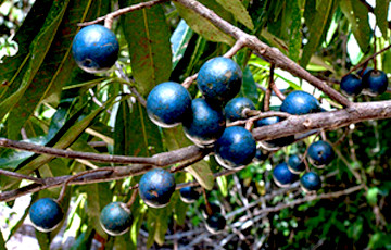 Ученые: Единственный на планете синий фрукт на самом деле не синий