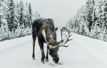На минчанку неожиданно напал лось