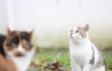 Мінск увесь у тумане