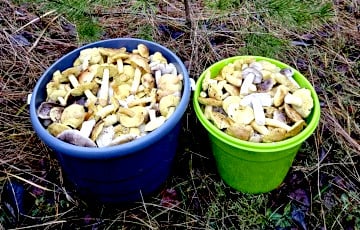 В Беларуси в декабре продолжают расти белые грибы