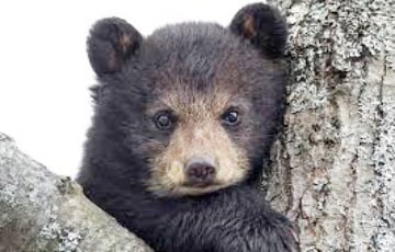 Под Минском медвежонок устроил мини-спектакль для автомобилиста