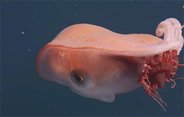 В море заметили семирукого осьминога