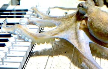 Шведскі музыкант навучыў восьмінога іграць на фартэпіяна