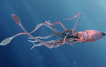 Рыбак заснял битву гигантских монстров глубин океана