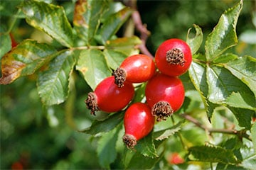 Зимой в Барановичах зацвел шиповник