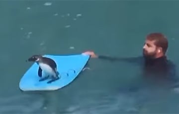 Пингвин на серфе оседлал волну в Африке