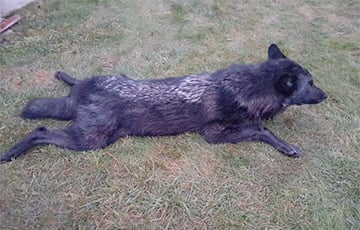 На западе Беларуси появился редкий черный волк