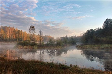 В Беловежской пуще нашли «Желтый мозг»