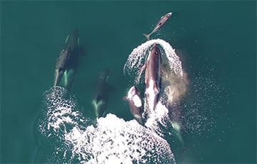 Ученые открыли удивительный симбиоз дельфинов с косатками