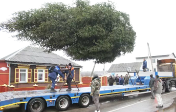 Галоўную ёлку Добруша спілавалі ў двары мясцовай жыхаркі