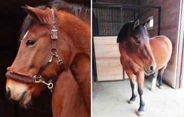 В Минске выбрали «Лошадь года»