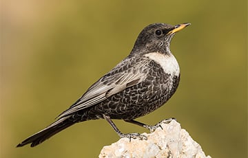 В Беларуси нашли новых птиц