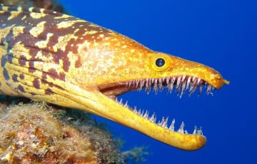 Мурена напала на россиянина в Египте