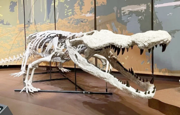 У ЗША паказалі першую дакладную копію драпежніка, які мог разламаць дыназаўра напалам