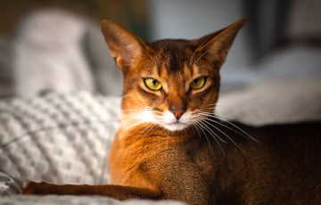 В Минске котам предложили новогодние люксы по 20 рублей